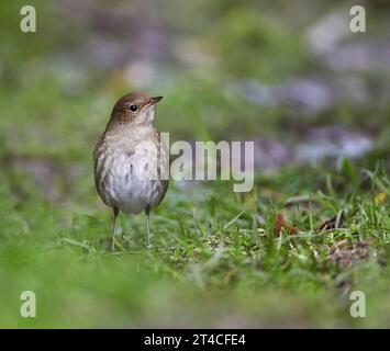 Soor Nachtigall, Sprosser (Luscinia luscinia), hockend auf einer Wiese, Vereinigtes Königreich, Schottland Stockfoto