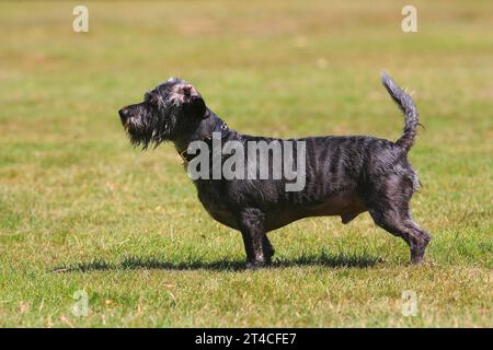 Mischhund (Canis Lupus f. familiaris), 4 Jahre alter Dachshund-Shih Tzu-Mix auf einer Wiese stehend, männlich Stockfoto