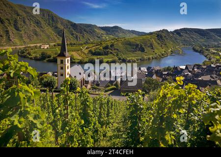 Moselschleife, Weinberge und St. Laurentius Kirche, Deutschland, Rheinland-Pfalz, Bremm Stockfoto