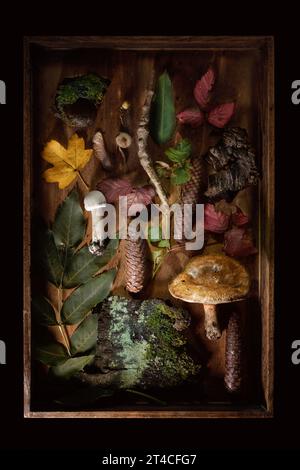 Gefundene Objekte aus dem Wald lagen in einer Holzkiste mit Baumrinde, Pilzen, Blättern und Kegeln, Stillleben auf dunklem Hintergrund, hoher Winkel V Stockfoto