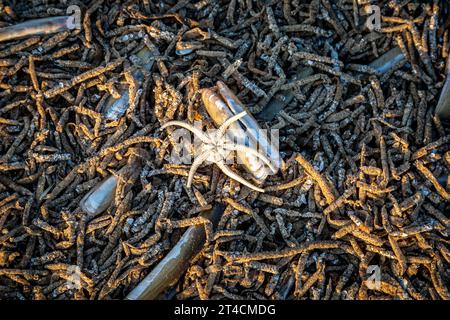 Blick auf einen spröden Stern und Rasiermesserschalen am Formby Beach Stockfoto