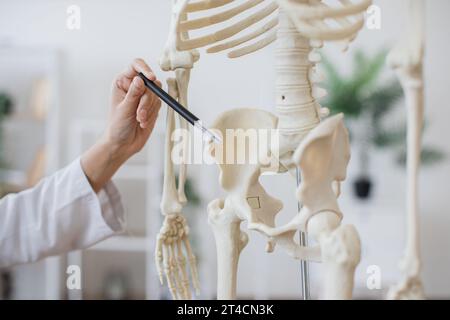 Nahaufnahme eines Arztes mit Beckenanzeige am Skelettmodell Stockfoto