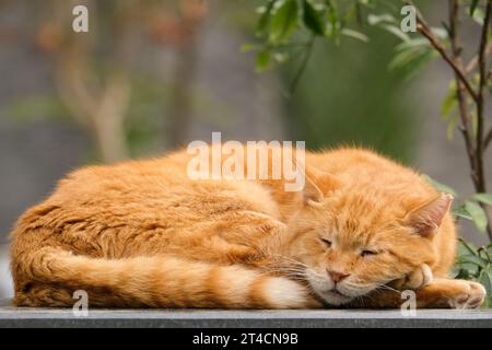 Die blonde orange gelbe Katze schläft auf dem Boden mit grünem isoliertem Hintergrund. Offener Bereich. Selektiver Fokus enthalten. Stockfoto