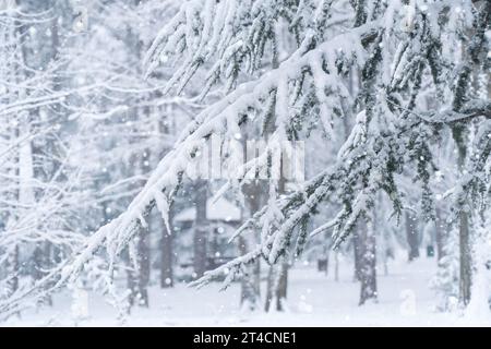 Schneebedeckte Bäume im Winter. Stockfoto