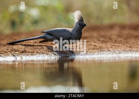 Grey Go Away Vogel entlang Wasserloch Backit im Kruger National Park, Südafrika; Specie Corythaixoides concolor Familie der Musophagidae Stockfoto