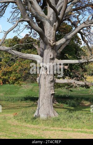 Tote Eiche, Powis Park, Welshpool, Powys Stockfoto