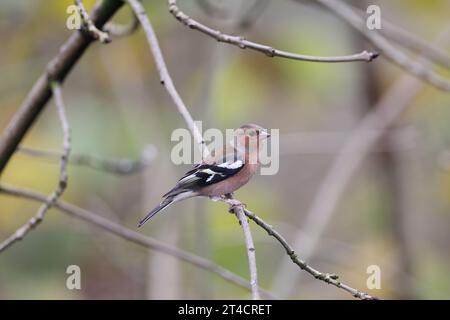 Männliche Chaffinch, Fringilla coelebs, hoch oben, Mid Wales, großbritannien Stockfoto