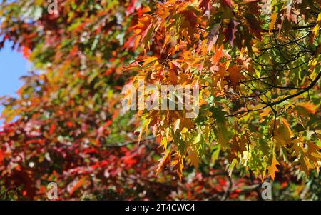 Die herbstlichen roten und goldenen Blätter von Quercus rubra, Red Oak Tree Stockfoto