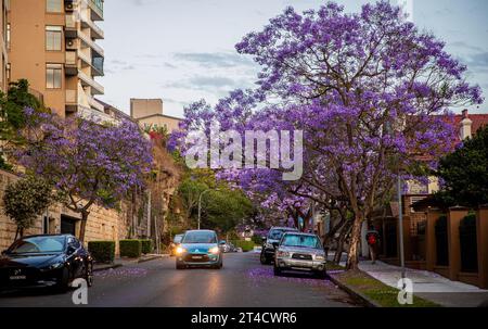 Sydney, Australien. 30. Oktober 2023. Blühende Jacarandabäume sind entlang einer Straße in Sydney, Australien, zu sehen, am 30. Oktober 2023. Quelle: Hu Jingchen/Xinhua/Alamy Live News Stockfoto