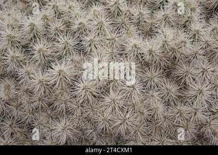 Der Jardin de Cactus mit seiner alten Windmühle und seinem Restaurant wurde von Cesar Manrique entworfen, dem wichtigsten Stockfoto