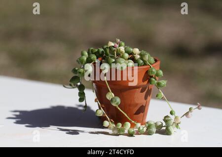 Grüne Zimmerpflanze Senecio rowleyanus variegata Perlenstränge Stockfoto