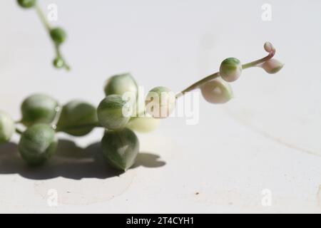 Grüne Zimmerpflanze Senecio rowleyanus variegata Perlenstränge Stockfoto