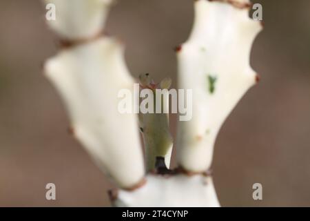 Grüne Innenpflanze euphorbia Lactea White Ghost Dragonbone spurge cristata selten Stockfoto