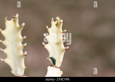 Grüne Innenpflanze euphorbia Lactea White Ghost Dragonbone spurge cristata selten Stockfoto