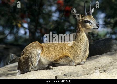 Klipspringer in afrikanischen Kopje aufweisen, San Diego Zoo, Balboa Park, San Diego, Kalifornien Stockfoto