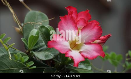 Nahaufnahme von rosa kambodschanischen Blumen mit unscharfem Hintergrund (Bokeh) Stockfoto