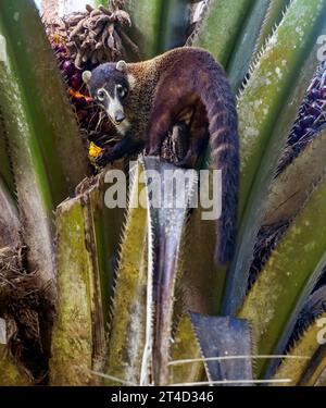 Weissnasen-Coati (Nasua narica), die sich von Palmfrüchten ernähren. Foto von der Halbinsel Osa, Costa Rica. Stockfoto