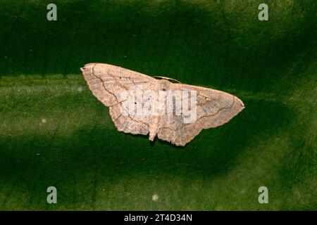 Nicht identifizierte Geometermotte (Fam. Geometridae) von der Halbinsel Osa, Costa Rica. Stockfoto