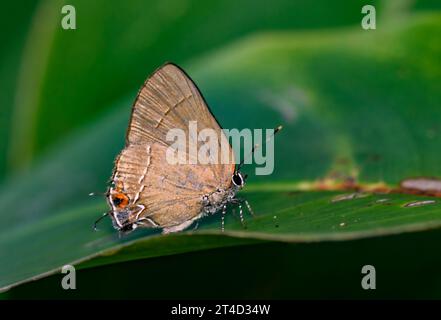 Strand's Groundstreak (Calycopis orcillula) von der Halbinsel Osa, Costa Rica. Stockfoto