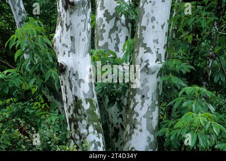 Sycamore entlang des Marble Fork Trail, Sequoia National Park, Kalifornien Stockfoto