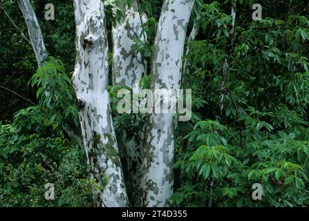 Sycamore entlang des Marble Fork Trail, Sequoia National Park, Kalifornien Stockfoto