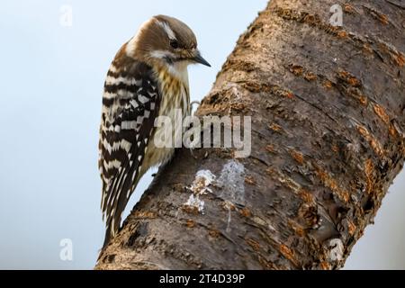 Japanischer Zwergspecht (Yungipicus kizuki) aus Hokkaido, Japan. Stockfoto