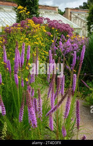 Liatris Spicata blüht im RHS Bridgewater Garden in Worsley, Salford, Manchester, England. Stockfoto