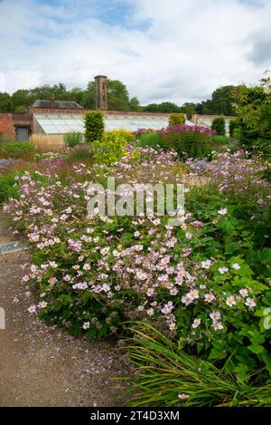 Pflanzen im Spätsommer im Paradise Garden im RHS Bridgewater Garden in Worsley, Salford, Manchester, England. Stockfoto