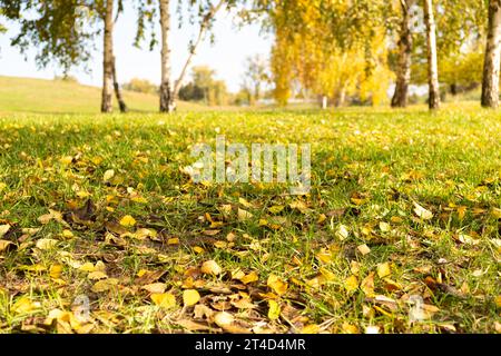 Gefallene gelbe Birkenblätter auf Gras im warmen Herbst. Stockfoto