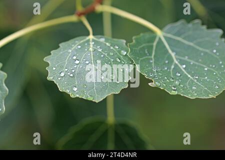 Aspenbaum, Populus tremula, Blätter mit Regentropfen in der Nähe und ein verschwommener Hintergrund aus Blättern. Stockfoto