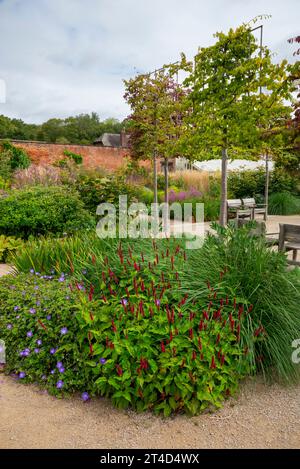 Pflanzen im Spätsommer im Paradise Garden im RHS Bridgewater Garden in Worsley, Salford, Manchester, England. Stockfoto