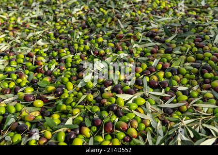 Frische Olivenernte in der Region Costa Blanca, Alicante, Spanien – Stockfoto Stockfoto