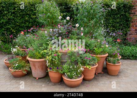 Gruppe von großen Terrakotta-Töpfen, die für den Sommer im RHS Bridgewater Garden in Worsley, Salford, Manchester, England gepflanzt wurden. Stockfoto