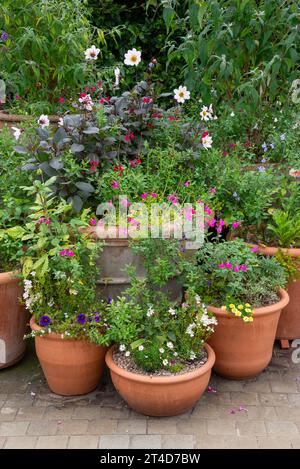 Gruppe von großen Terrakotta-Töpfen, die für den Sommer im RHS Bridgewater Garden in Worsley, Salford, Manchester, England gepflanzt wurden. Stockfoto