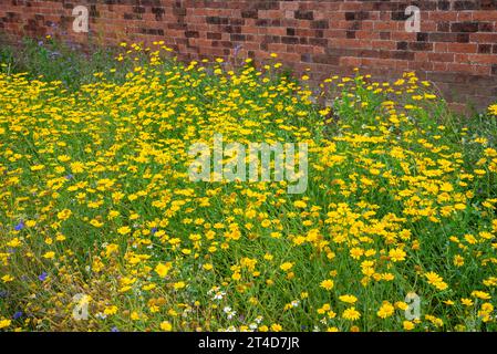 Helle Wildblumen, darunter gelbe Maismarigolds im RHS Bridgewater Garden in Worsley, Salford, Manchester, England. Stockfoto