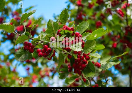 Rote Weißdornbeeren (Crataegus) und grüne Blätter im Garten Stockfoto