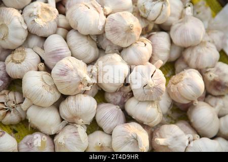 Zertifizierte Bio-frische Knoblauch Stockfoto