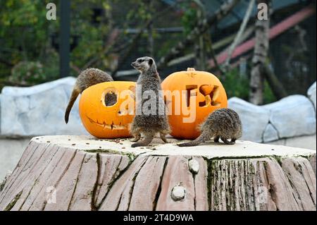 West Calder, Schottland, Großbritannien. 30. Oktober 2023. Boo at the Zoo: Five Sisters Zoo veranstaltet eine gespenstische Halloween Kürbis Party für seine pelzigen Bewohner. Erdmännchen untersuchen die Leckereien in den Kürbissen. Quelle: Craig Brown/Alamy Live News Stockfoto