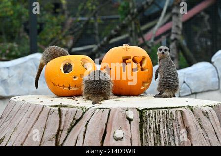 West Calder, Schottland, Großbritannien. 30. Oktober 2023. Boo at the Zoo: Five Sisters Zoo veranstaltet eine gespenstische Halloween Kürbis Party für seine pelzigen Bewohner. Erdmännchen untersuchen die Leckereien in den Kürbissen. Quelle: Craig Brown/Alamy Live News Stockfoto