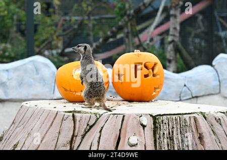 West Calder, Schottland, Großbritannien. 30. Oktober 2023. Boo at the Zoo: Five Sisters Zoo veranstaltet eine gespenstische Halloween Kürbis Party für seine pelzigen Bewohner. Erdmännchen untersuchen die Leckereien in den Kürbissen. Quelle: Craig Brown/Alamy Live News Stockfoto