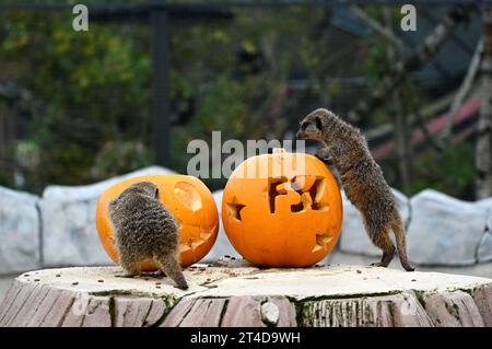 West Calder, Schottland, Großbritannien. 30. Oktober 2023. Boo at the Zoo: Five Sisters Zoo veranstaltet eine gespenstische Halloween Kürbis Party für seine pelzigen Bewohner. Erdmännchen untersuchen die Leckereien in den Kürbissen. Quelle: Craig Brown/Alamy Live News Stockfoto