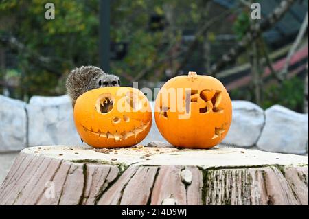 West Calder, Schottland, Großbritannien. 30. Oktober 2023. Boo at the Zoo: Five Sisters Zoo veranstaltet eine gespenstische Halloween Kürbis Party für seine pelzigen Bewohner. Erdmännchen untersuchen die Leckereien in den Kürbissen. Quelle: Craig Brown/Alamy Live News Stockfoto