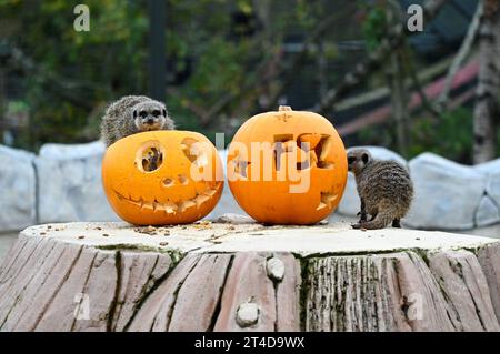 West Calder, Schottland, Großbritannien. 30. Oktober 2023. Boo at the Zoo: Five Sisters Zoo veranstaltet eine gespenstische Halloween Kürbis Party für seine pelzigen Bewohner. Erdmännchen untersuchen die Leckereien in den Kürbissen. Quelle: Craig Brown/Alamy Live News Stockfoto