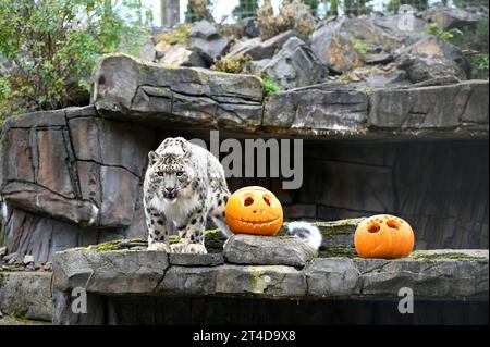 West Calder, Schottland, Großbritannien. 30. Oktober 2023. Boo at the Zoo: Five Sisters Zoo veranstaltet eine gespenstische Halloween Kürbis Party für seine pelzigen Bewohner. Nela, der Schneeleopard, mit einem köstlichen, mit Fleisch gefüllten Kürbis. Quelle: Craig Brown/Alamy Live News Stockfoto