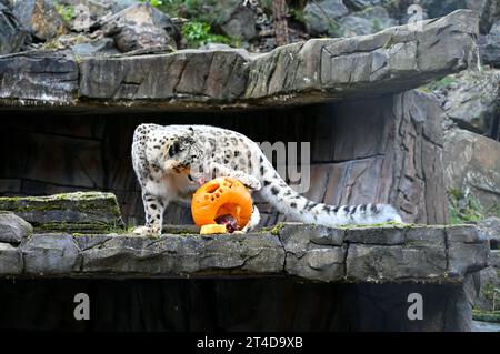 West Calder, Schottland, Großbritannien. 30. Oktober 2023. Boo at the Zoo: Five Sisters Zoo veranstaltet eine gespenstische Halloween Kürbis Party für seine pelzigen Bewohner. Nela, der Schneeleopard, mit einem köstlichen, mit Fleisch gefüllten Kürbis. Quelle: Craig Brown/Alamy Live News Stockfoto