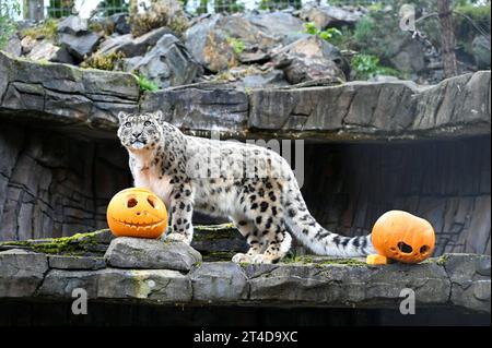 West Calder, Schottland, Großbritannien. 30. Oktober 2023. Boo at the Zoo: Five Sisters Zoo veranstaltet eine gespenstische Halloween Kürbis Party für seine pelzigen Bewohner. Nela, der Schneeleopard, mit einem köstlichen, mit Fleisch gefüllten Kürbis. Quelle: Craig Brown/Alamy Live News Stockfoto