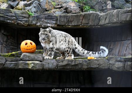 West Calder, Schottland, Großbritannien. 30. Oktober 2023. Boo at the Zoo: Five Sisters Zoo veranstaltet eine gespenstische Halloween Kürbis Party für seine pelzigen Bewohner. Nela, der Schneeleopard, mit einem köstlichen, mit Fleisch gefüllten Kürbis. Quelle: Craig Brown/Alamy Live News Stockfoto