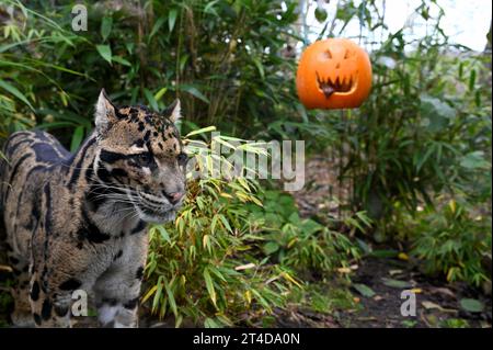 West Calder, Schottland, Großbritannien. 30. Oktober 2023. Boo at the Zoo: Five Sisters Zoo veranstaltet eine gespenstische Halloween Kürbis Party für seine pelzigen Bewohner. Peckham, der getrübte Leopard, mit einem köstlichen Fleisch gefüllten Kürbis. Quelle: Craig Brown/Alamy Live News Stockfoto