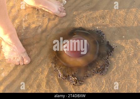 Küste mit einer Qualle im flachen Wasser und den Beinen eines Urlaubers. Stockfoto