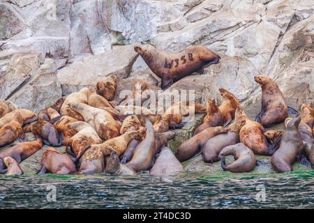 Steller Sea Lions, Eumetopias jubatus, in der Nähe von Juneau, Alaska. Dieser Seelöwe ist das größte Mitglied der Familie der Otariidae, der „Ohrenrobben“ Stockfoto